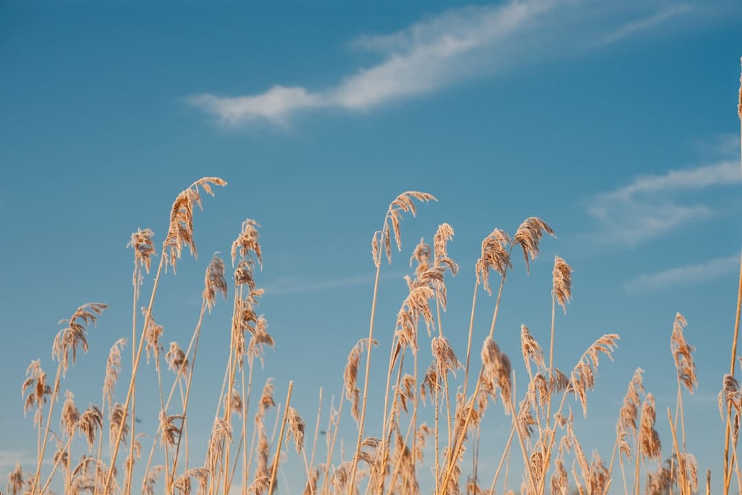 古偶网剧《一梦如初》今天上线 解锁双向救赎宿命爱恋